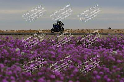 media/Jan-14-2023-SoCal Trackdays (Sat) [[497694156f]]/Turn 14 Exit Bloomig (145pm)/
